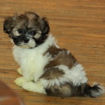 Choosing Shih Tzu Puppies For Sale