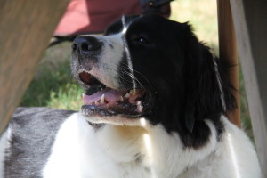Newfie x retriever puppies for sale