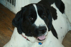Newfie x Golden Retriever Puppies For sale