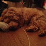 Floyd, a Cockapoo Puppy! (And his big brother Gunner…!)